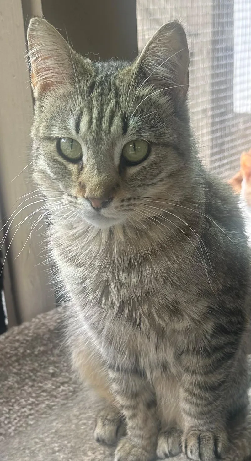 Maserati thumbnail 3