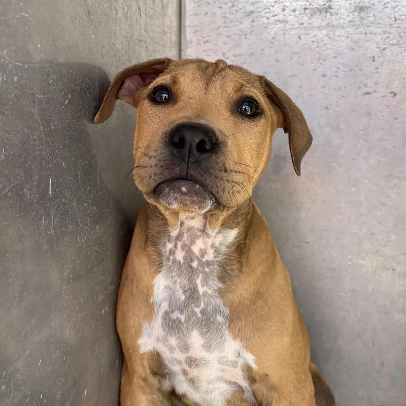 A baby small-sized female Red / Chestnut / Orange Mixed Breed dog named Shoestring for adoption in Chattanooga, TN