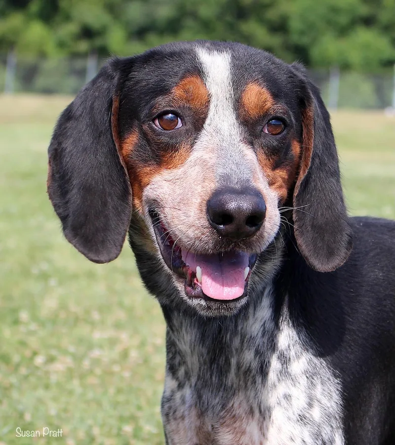 An adult medium-sized male Merle (Blue) Bluetick Coonhound dog named Willie for adoption in Bedford, VA
