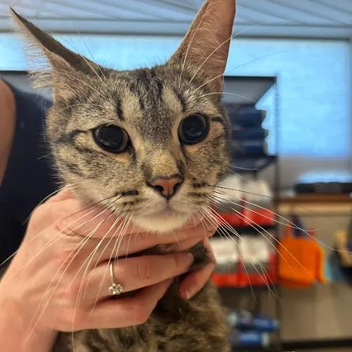 An adult medium-sized female Brown / Chocolate Domestic Short Hair cat named Tonks C for adoption in Minnetonka, MN