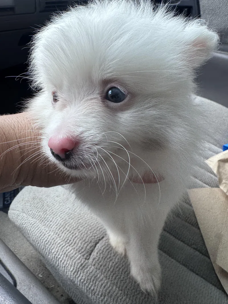A baby small-sized male Pomeranian dog named Buttons for adoption in Dallas , TX