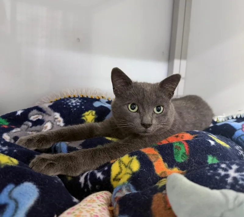 A young medium-sized male Domestic Short Hair cat named Zitan for adoption in Raleigh, NC