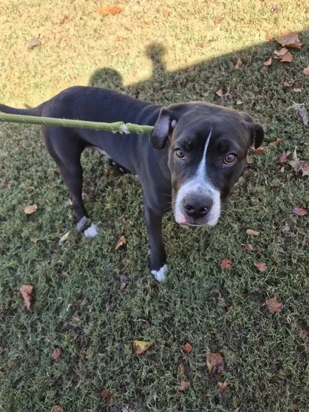 A young small-sized male Pit Bull Terrier dog named Pen for adoption in Lawrenceville, GA