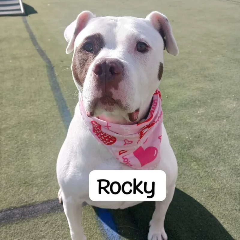 A senior large-sized male American Bulldog dog named Rocky for adoption in Blair, WI