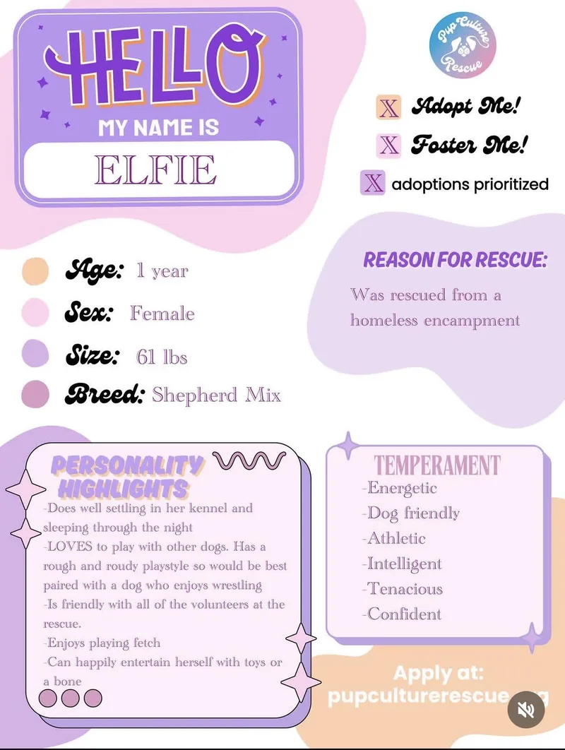 A young large-sized female Shepherd dog named Elfie for adoption in Pasadena, CA