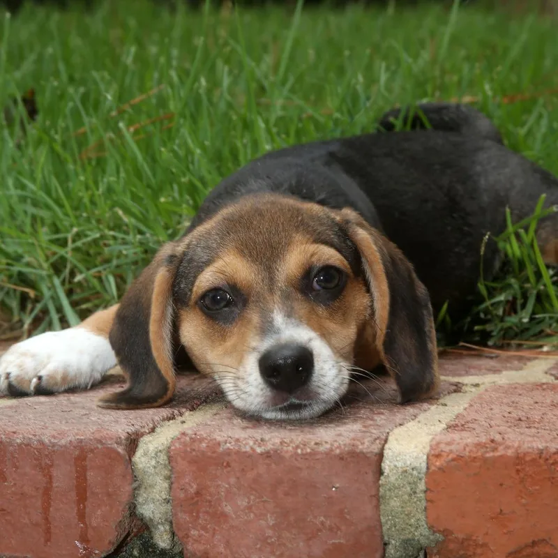 A baby small-sized male Black Beagle dog named Ace for adoption in Natchitoches, LA