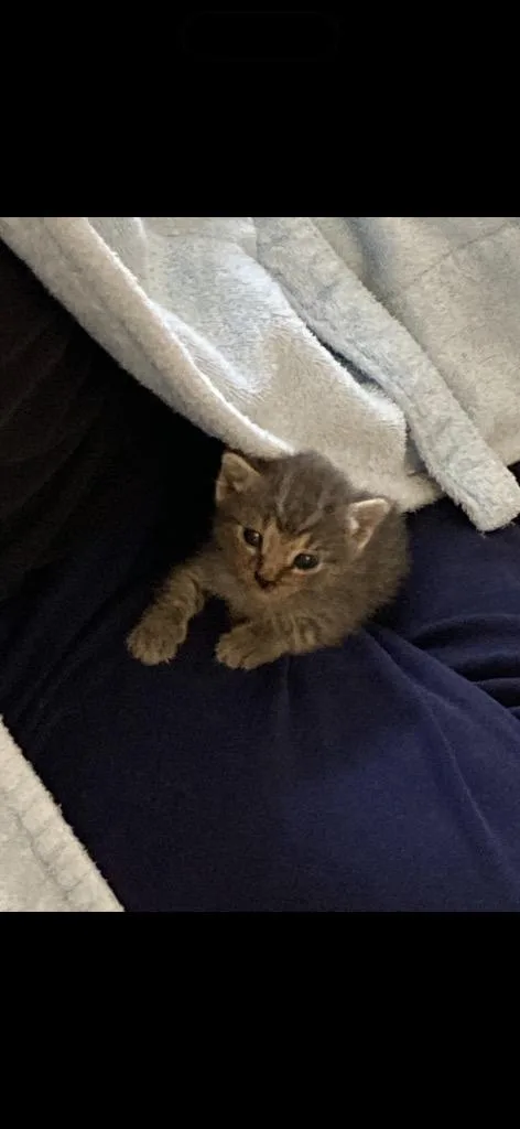 A young large-sized male Domestic Short Hair cat named Hermes for adoption in HUNTINGTON BEACH, CA