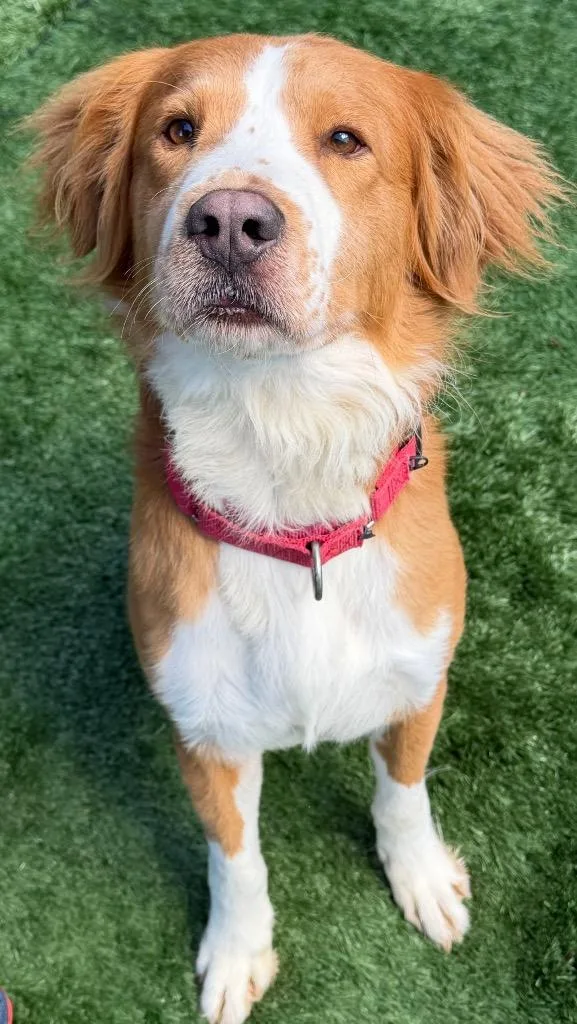 A young medium-sized male Border Collie dog named Quincy for adoption in Ferndale, NY