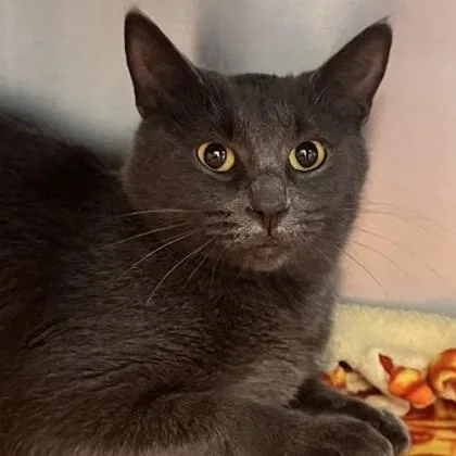 A young medium-sized female Gray / Blue / Silver Domestic Short Hair cat named Sybil for adoption in Lansing, MI