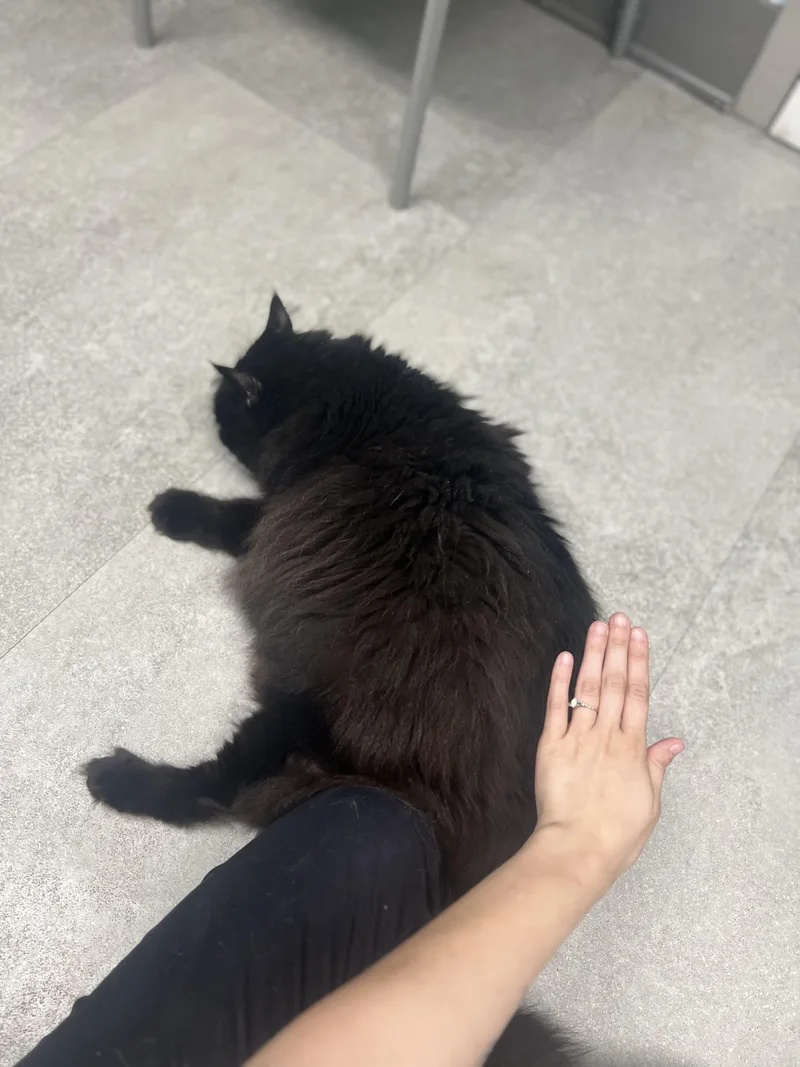 A senior large-sized female Black Domestic Long Hair cat named Marilyn for adoption in Media, PA