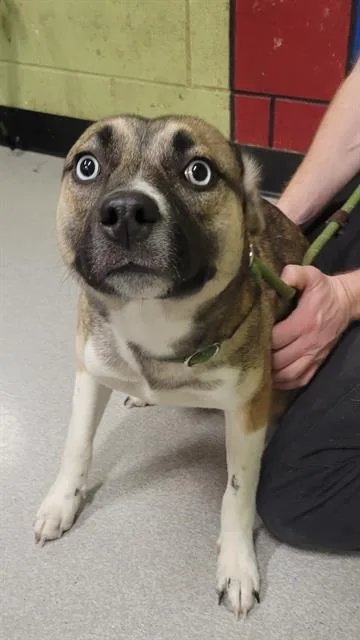 A young medium-sized female German Shepherd Dog dog named Dharma for adoption in Indianapolis, IN