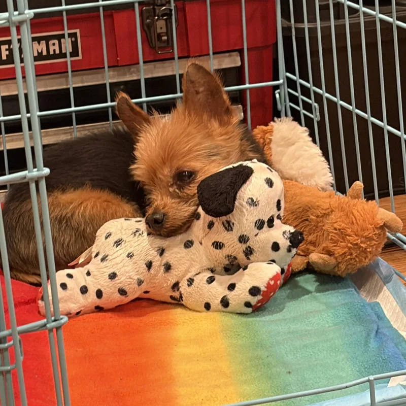 Poncho Tiny Pup  thumbnail 4