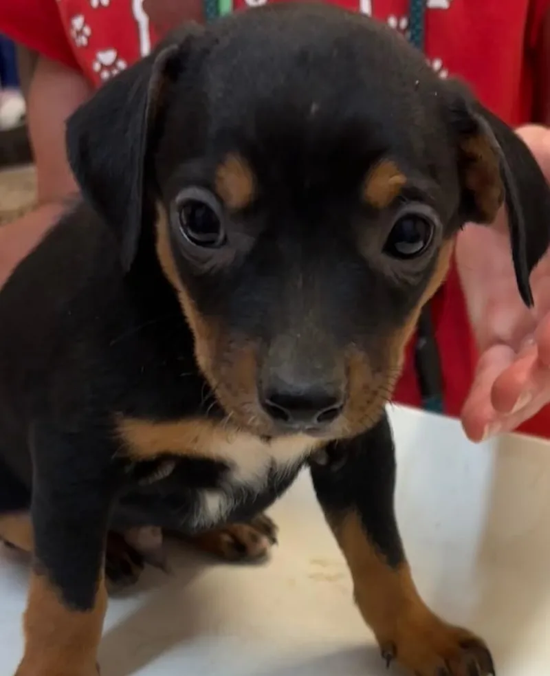 A baby small-sized male Beagle dog named Niblet for adoption in Elizabethton, TN