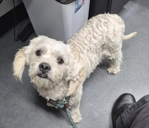A young small-sized male Maltese dog named Pen c for adoption in Lawrenceville, GA