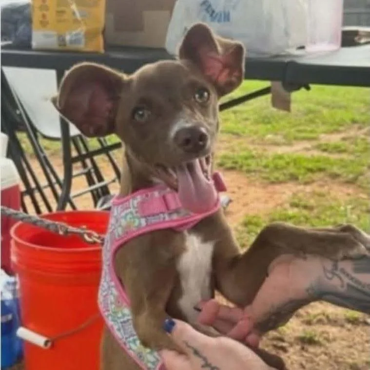 A young small-sized female Chihuahua dog named Chocolate for adoption in Alexandria, VA
