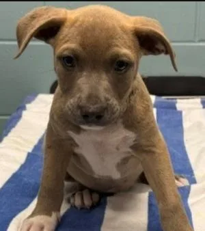 A young large-sized female Pit Bull Terrier dog named Geneva for adoption in Kansas City, MO