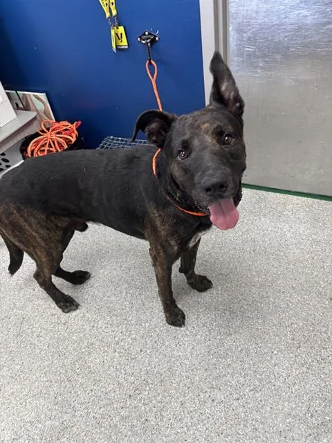 An adult large-sized male Dutch Shepherd dog named A for adoption in Pasadena, TX