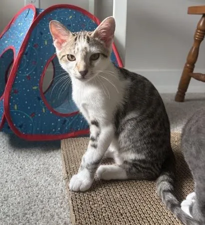 A baby medium-sized male Cream / Ivory Domestic Short Hair cat named Jack Jack for adoption in Smithfield, NC