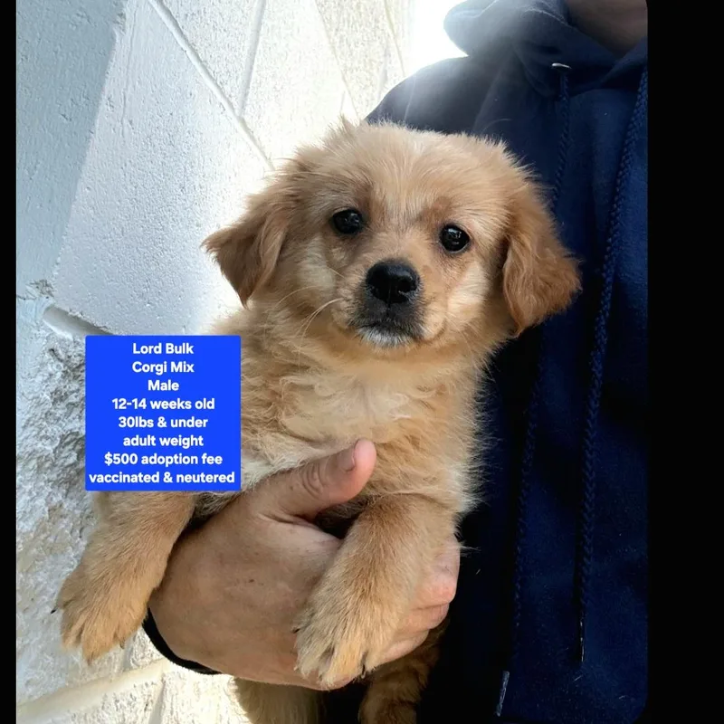 A baby medium-sized male Corgi dog named Lord Bulk for adoption in Oviedo, FL