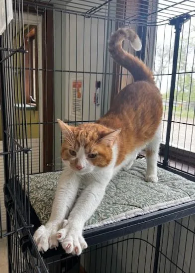 A young medium-sized male Orange & White Domestic Short Hair cat named Mr Belding for adoption in Hutchinson, MN