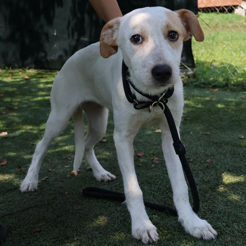 A young medium-sized female White / Cream Mixed Breed dog named Marley for adoption in Saint Charles, MO