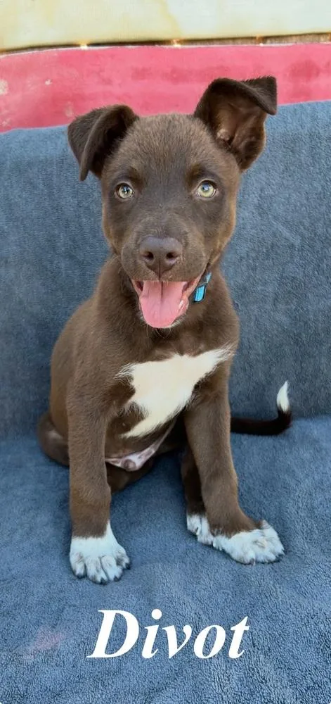 A baby large-sized male Brown / Chocolate German Shepherd Dog dog named Divot for adoption in Pleasant Hill, CA