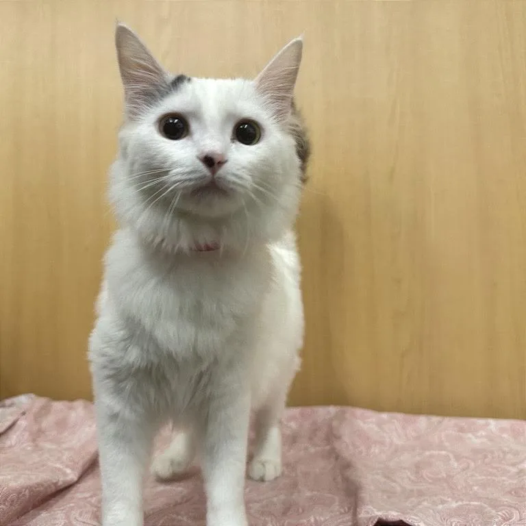 A young medium-sized female White Domestic Short Hair cat named Nyla for adoption in Saint Louis, MO