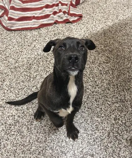 A baby medium-sized male Labrador Retriever dog named Rm for adoption in Westland, MI