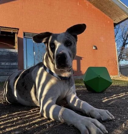 Merlevisually Imparied thumbnail 2