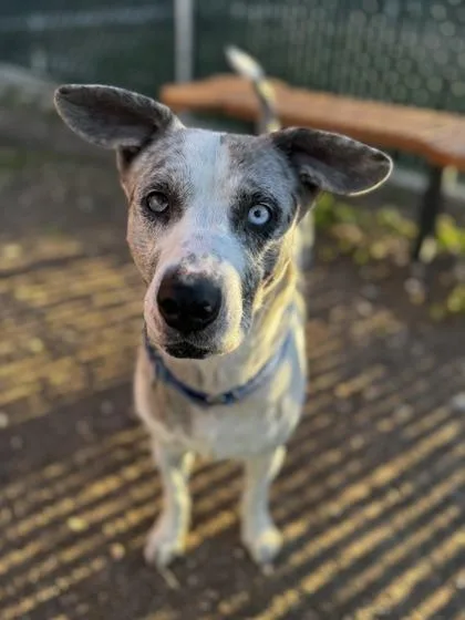 Merlevisually Imparied thumbnail 3