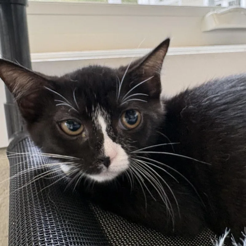 A baby small-sized female Black Domestic Short Hair cat named Biggie Bite for adoption in Gloucester, VA