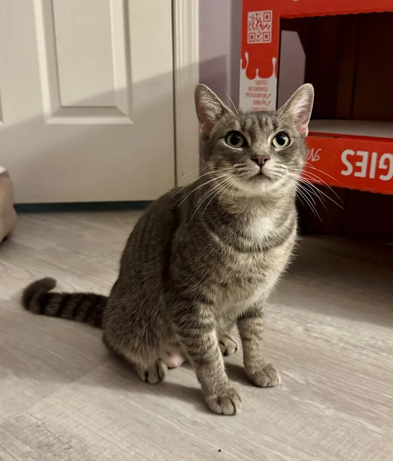 Momma Juice thumbnail 2