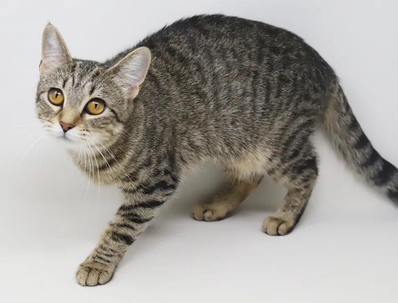 Preciosa Is Well... Precious! thumbnail 5