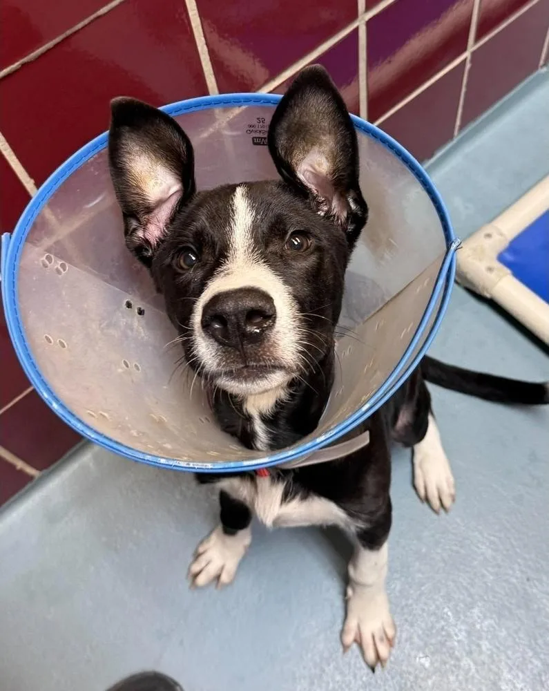 A baby large-sized male Tricolor (Brown, Black, & White) Border Collie dog named Pooky for adoption in Sedalia, CO