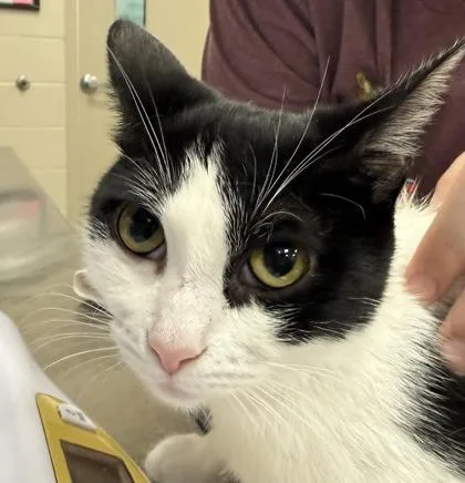 A young medium-sized female Domestic Short Hair cat named Moucshi for adoption in Fishers, IN