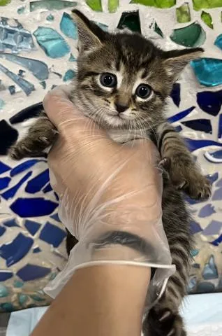 A baby small-sized male Domestic Short Hair cat named Donald for adoption in Pensacola, FL