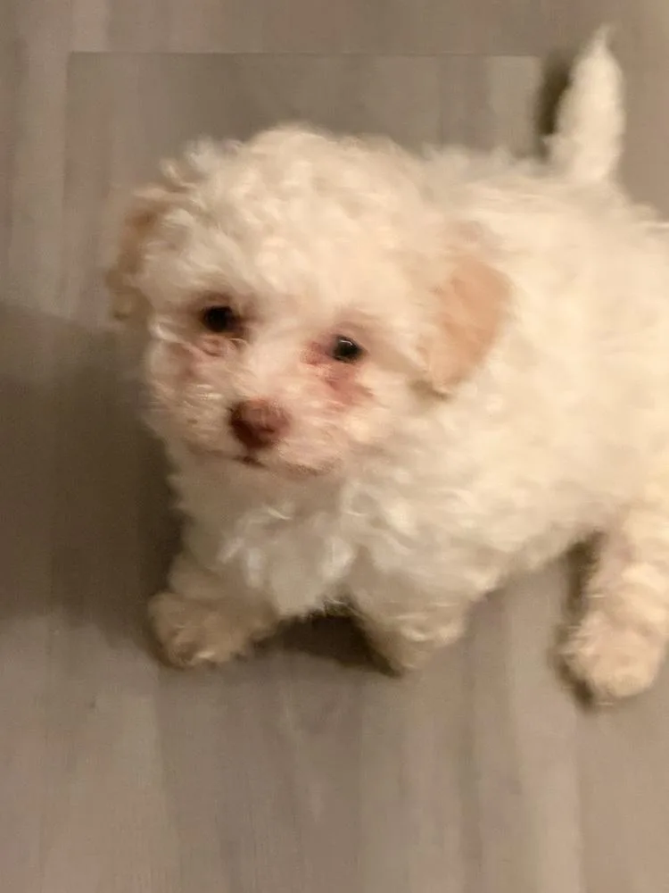 Benny thumbnail 2