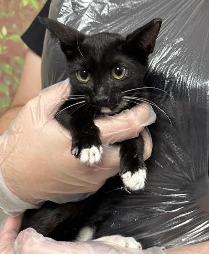 A young small-sized female Domestic Short Hair cat named Granny for adoption in San Antonio, TX