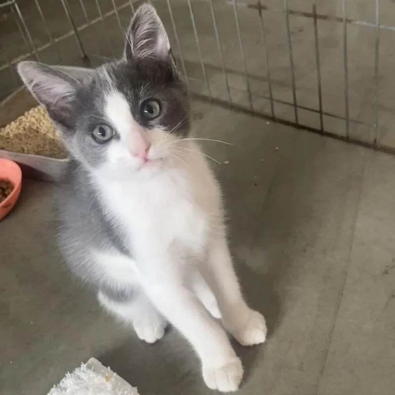 A baby small-sized male Gray / Blue / Silver Domestic Short Hair cat named Ringo for adoption in Ventura, CA