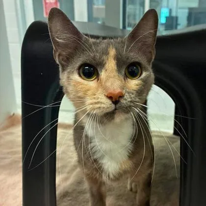 An adult small-sized female Domestic Short Hair cat named Peach for adoption in Gastonia, NC