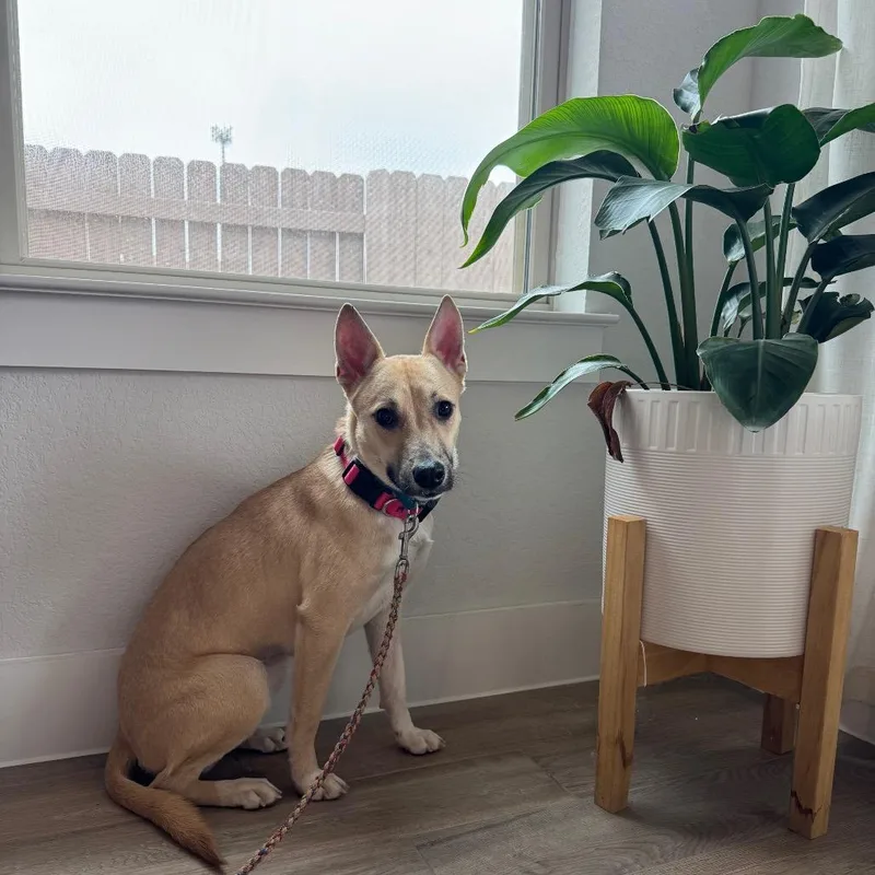 Bubble Yum thumbnail 2