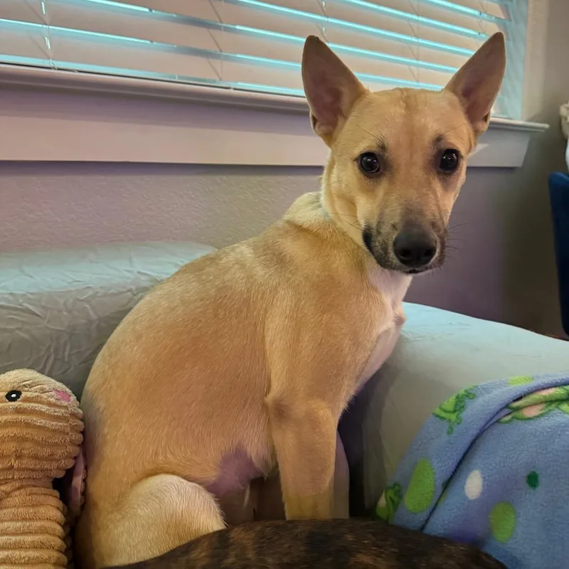 Bubble Yum thumbnail 6