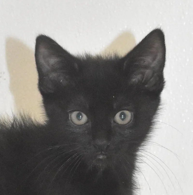 A baby large-sized male Domestic Short Hair cat named Zombie for adoption in Springfield, OH