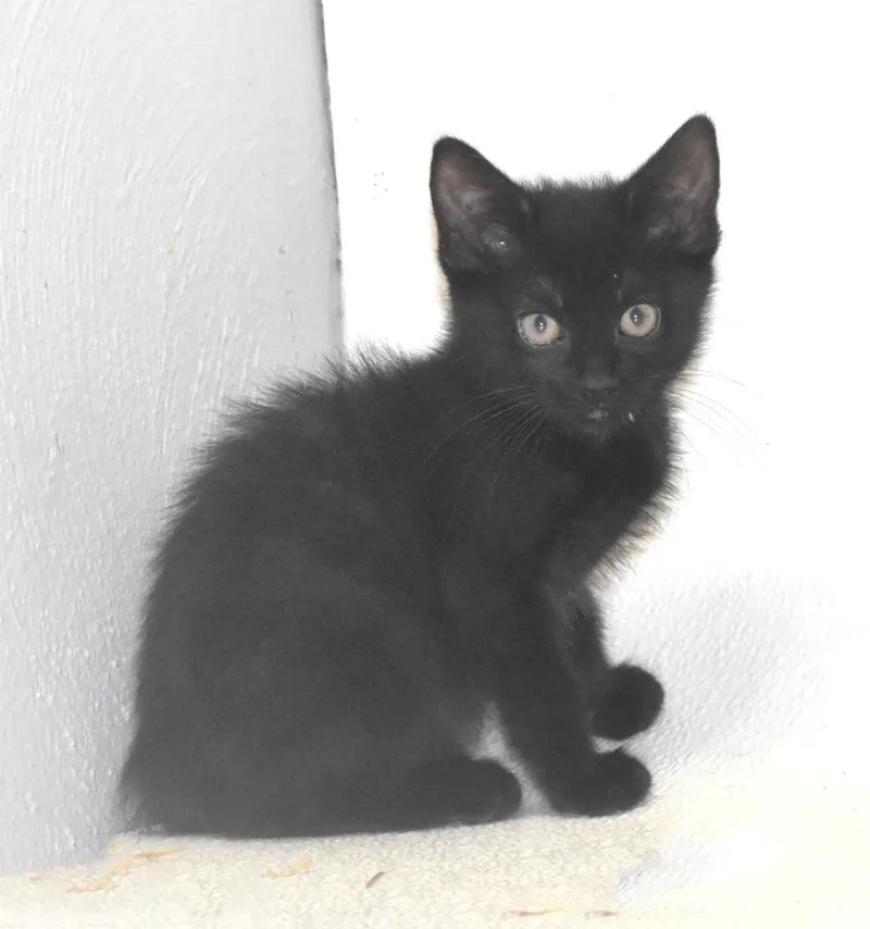 Zombie thumbnail 3