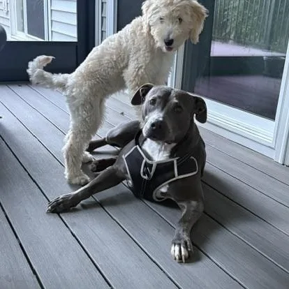 An adult large-sized female Gray / Blue / Silver Terrier dog named Ellie for adoption in House Springs, MO