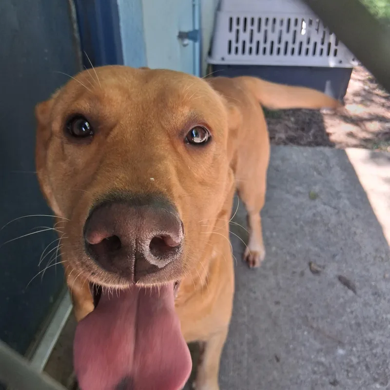 An adult large-sized female Yellow / Tan / Blond / Fawn Labrador Retriever dog named Summer for adoption in Onley, VA