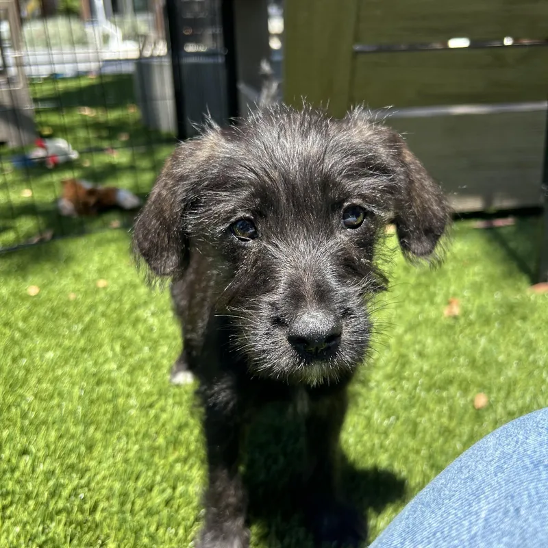 A baby small-sized female Schnoodle dog named Sunny for adoption in San Diego, CA