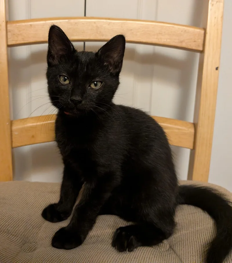 A baby medium-sized female Black Domestic Medium Hair cat named Lamby for adoption in Philadelphia, PA