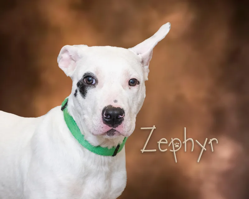 Zephyr