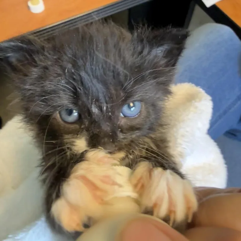 A baby small-sized male Black Domestic Short Hair cat named Lycan for adoption in Morrisville, VT